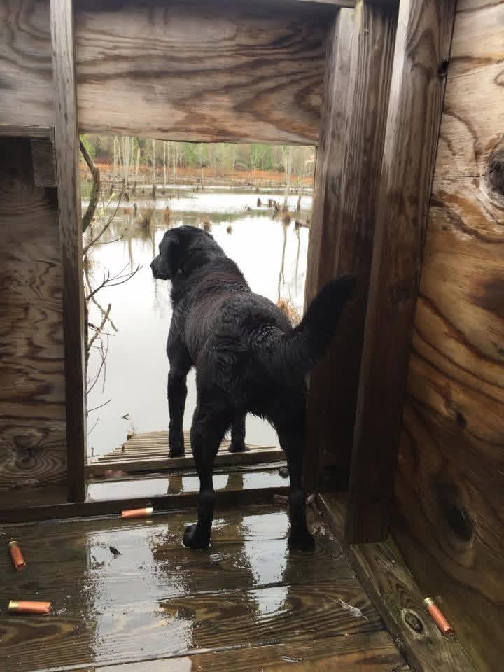 Thick palmetto and briar cover of the kind a flushing dog works underneath.