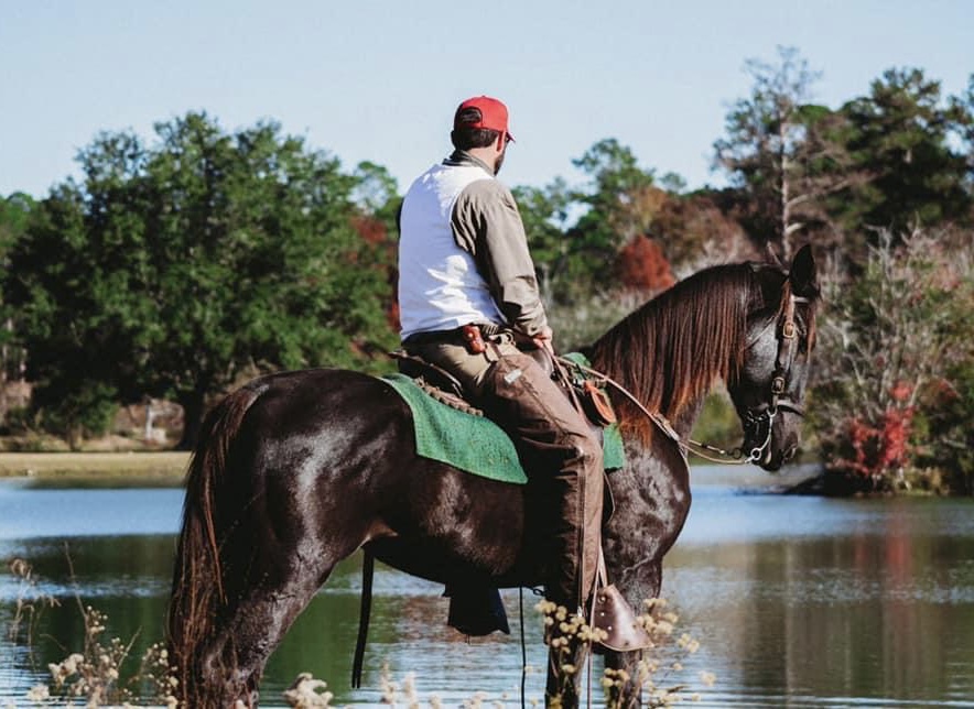 View from horseback across a lake on a long lead pine plantation in Georgia