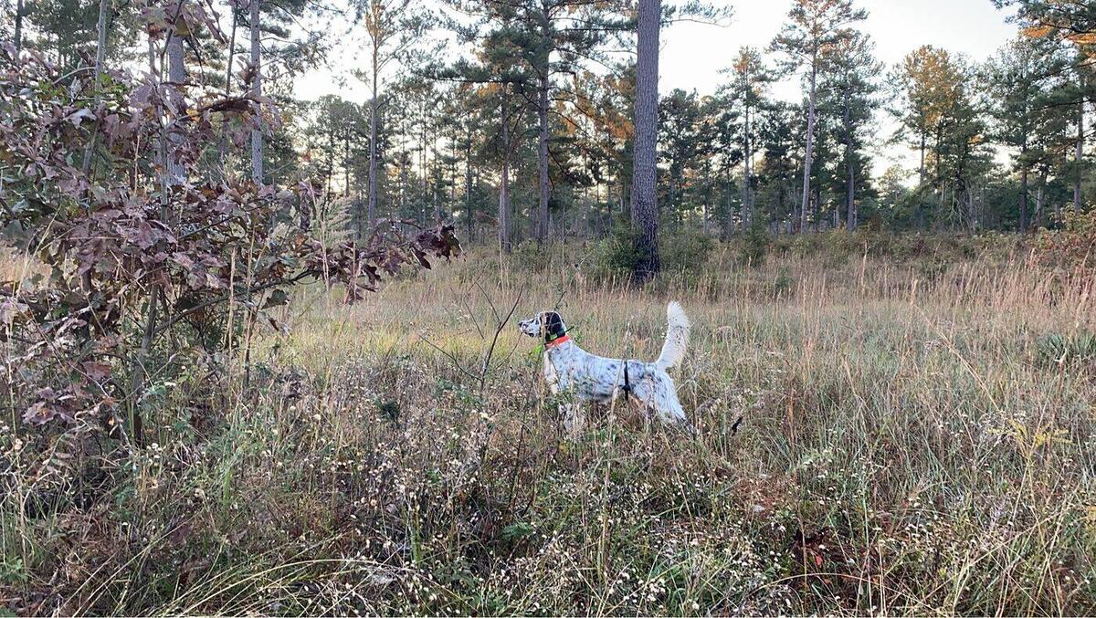 A dog working through thick rust-colored brush and briar at the edge of pines.