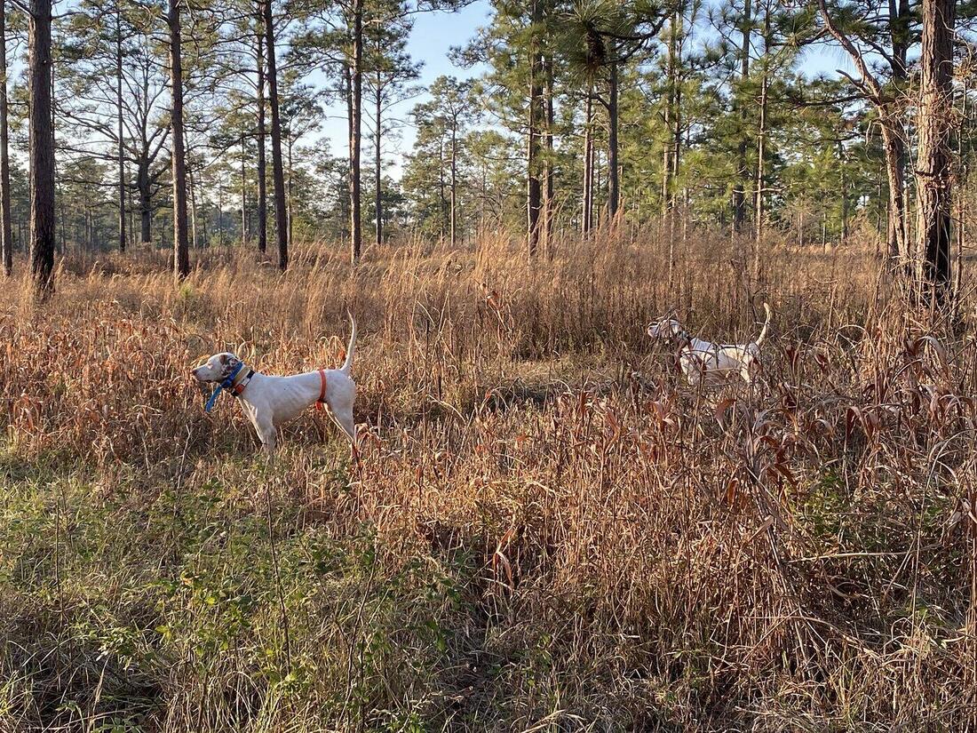 One pointer locked on point in longleaf pine with a second dog honoring behind it.
