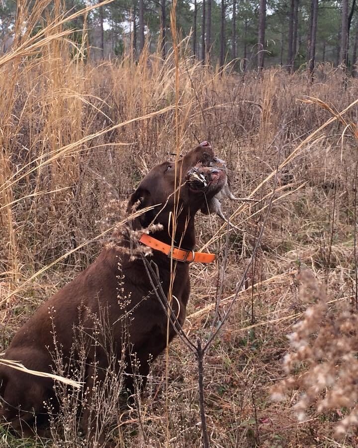 A dark liver-colored gun dog carrying game up through heavy brown cover.