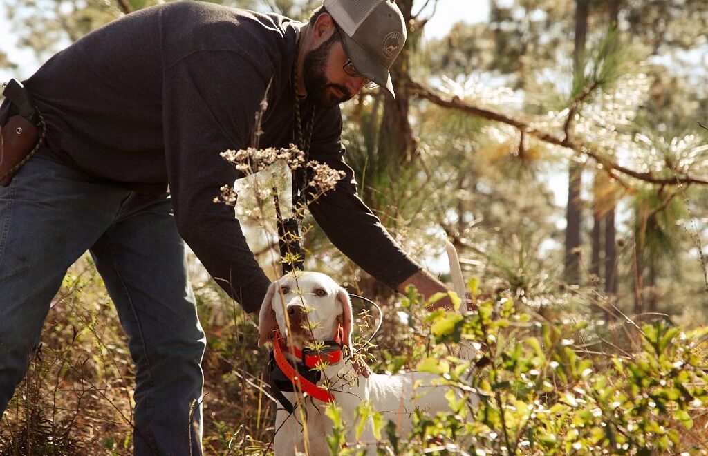 The trainer kneeling in heavy cover, handling a white pointing dog by the collar.